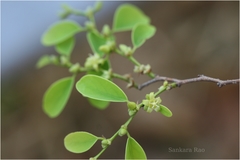 Cleistanthus collinus